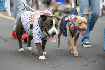 Family pit bull and mixed breed herding dog are dressed in 4th July patriotic costume while walking...