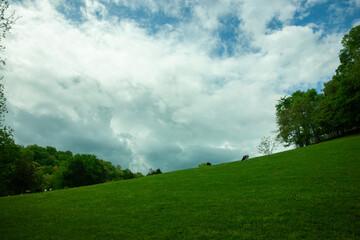 Farm Animals Grazing On Hill