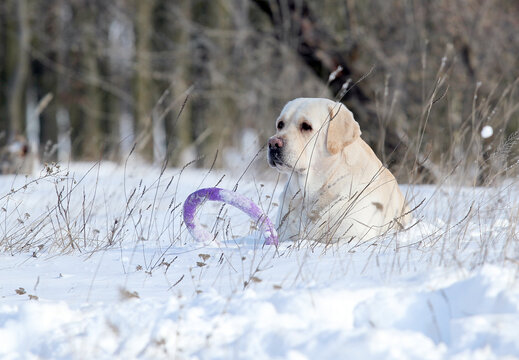 yellow labrador in the snow in winter with a purple toy