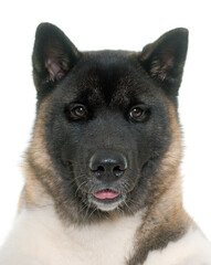 american akita in front of white background