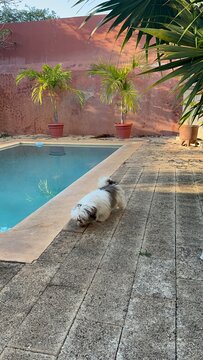 pool in tropical home