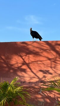 Yucatan vulture on the wall