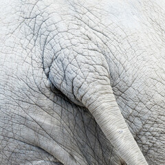 Textured skin and tail of African elephant