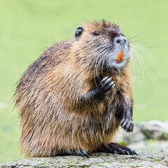 Myocastor coypus, single mammal in it's natural habitat - selective focus