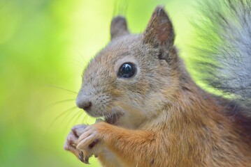 Naklejka na ściany i meble Close-up of squirrel eating a nut