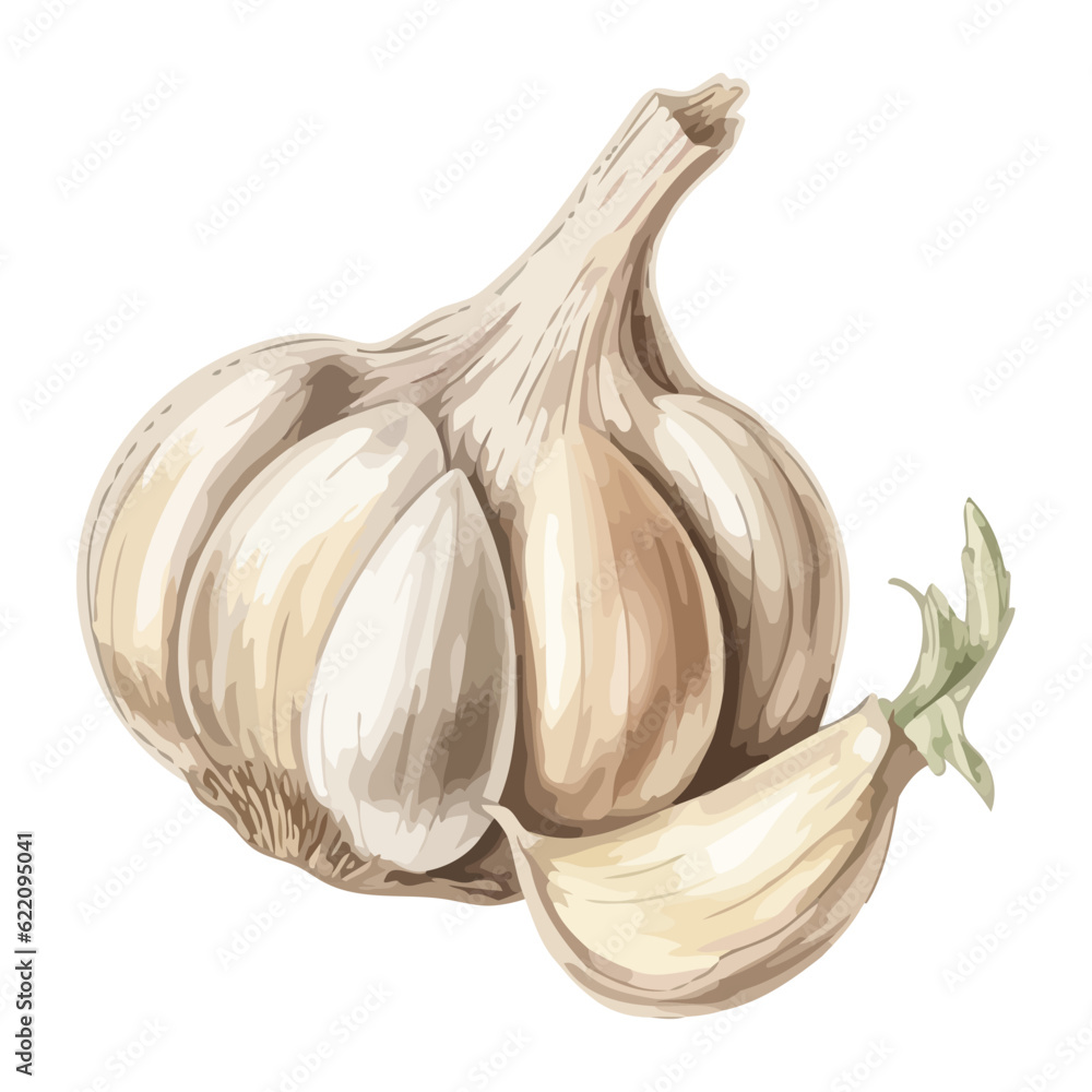 Poster Fresh organic garlic clove, a healthy seasoning