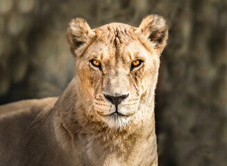 Obraz na płótnie Canvas Captivating Lioness Portrait - Power, Grace, Intense Wildlife Encounter