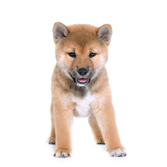 puppy shiba inu in front of white background