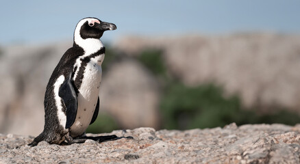 Adorable Cape Penguin Image - Delightful Cute bird -  Wildlife, Nature's Charm. South Africa