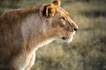 Powerful Lioness Gazing into the Distance - Majestic Beauty, Fierce Contemplation, Symbol of Strength