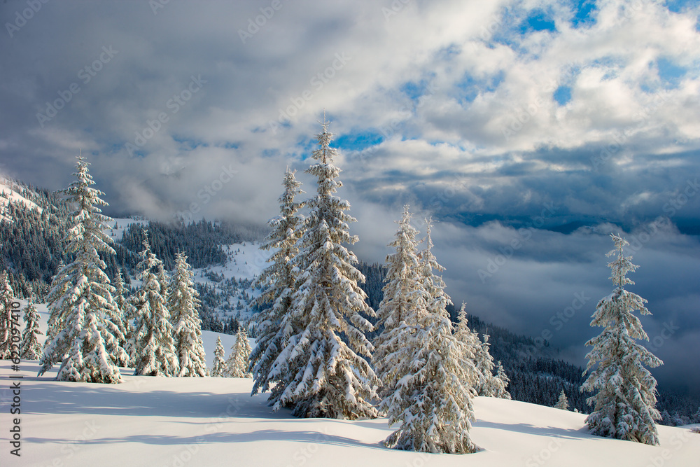 Canvas Prints winter carpathian mountains and fog with beautiful sunlight. trees covered with snow.