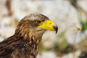 Sea eagle eye. Portrait of white-tailed eagle, Haliaeetus albicilla, in summer nature. Majestic bird with large hooked beak. Largest eagle in Europe. Closeup of raptor isolated on natural background.