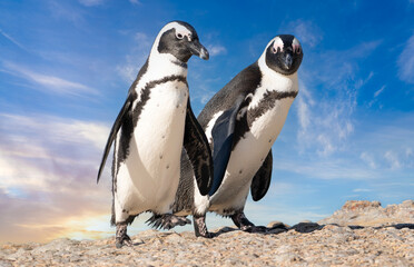 Enchanting Coastal Encounters: Captivating Cape Penguins - Wildlife Wonder, Quirky Charm, Irresistible Seaside Delight