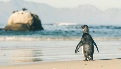 Captivating Cape Penguin - Quaint Charm, Endearing Wildlife, Seaside Splendor