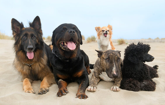 five dogs staying on the beach in summer