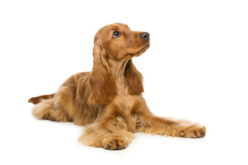 Portrait of beautiful young brown cocker spaniel dog lying over white background. Studio shot. Copy space.