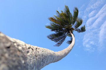 A view from a bottom on a palm tree on a beach in Cuba