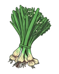 Fresh organic spring onion, gourmet cuisine