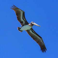 Fototapeta na wymiar Pelican in flight on blue sky at the background.
