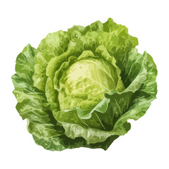 Fresh organic cabbage, a healthy vegetarian meal