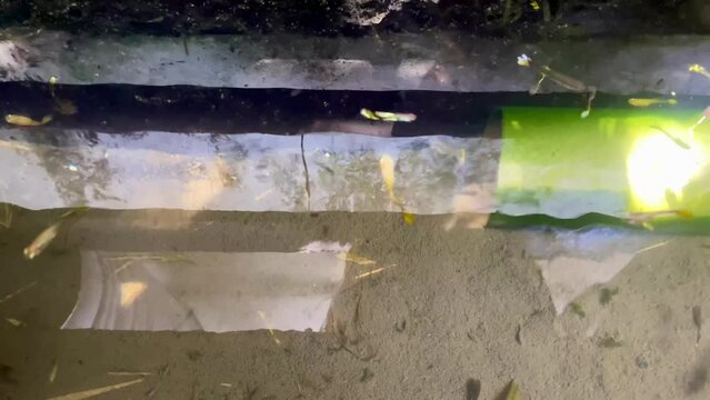 guppy fish or molly fish that swim to and Here and there in the fish pond