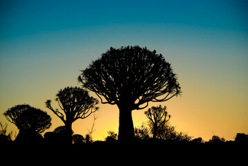 Fototapeta na wymiar Silhouetted Kwivertrees at sunset at the Kwiver tree forest near Keetmanshoop in Namibia.