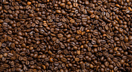 large amount of coffee seeds in the colombian countryside in high resolution and sharpness