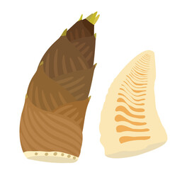 Bamboo shoot bamboo sprout Takenoko whole and cut hand drawn vector illustration set