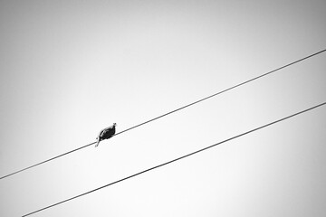 bird on the wire