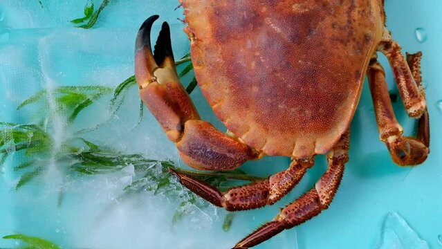 Crab with and branches of tarragon in ice on a turquoise background.Cooking crabs and seafood. Crab boiled close-up .Seafood species.Dietary protein source. 4k footage