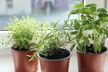 Different fresh potted herbs on windowsill indoors, closeup