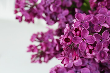 Closeup view of beautiful lilac flowers on white background, space for text