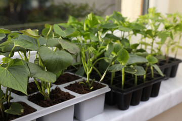 Seedlings growing in plastic containers with soil on windowsill, closeup. Gardening season