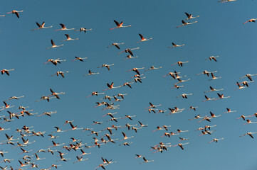 Flock of flamingos in flight with blue sky background.