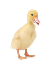 Baby animal. Cute fluffy duckling on white background