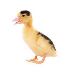 Baby animal. Cute fluffy duckling on white background