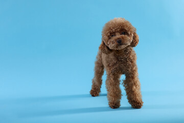 Cute Maltipoo dog on light blue background, space for text. Lovely pet