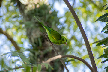 green bird