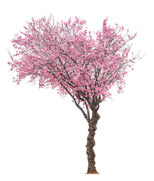 blossoming pink sacura tree isolated on white background