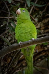 green bird