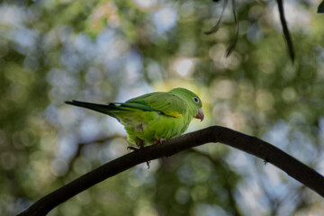 green bird