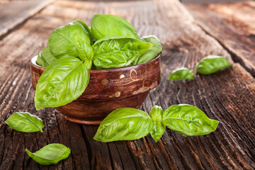 Fresh basil herbs in wooden bowl on old wooden brown background. Culinary herbs, rustic style.
