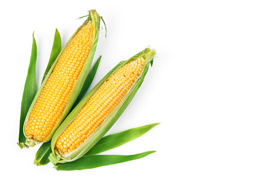 Corn corncob with green leaves ripe vegetables harvest yellow seeds, isolated on white background