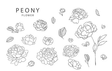 flower collection with line peony element.Vector illustration for icon,sticker,printable,tattoo © piixypeach