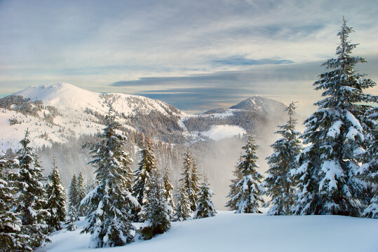 Winter Carpathian mountains and fog with beautiful sunlight. Trees covered with snow.