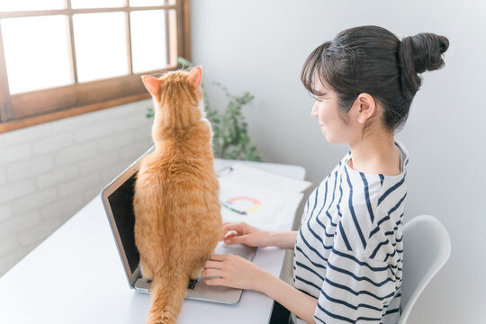在宅勤務の仕事の邪魔をする猫とテレワークする女性(ネコハラ)
