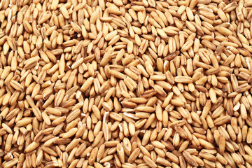 A close up image of whole wheat kernels