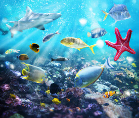 Fototapeta na wymiar Colourful fish and marine vegetation undersea with sunray