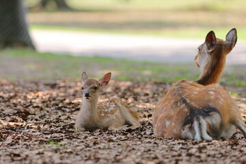 奈良公園の子鹿と母鹿