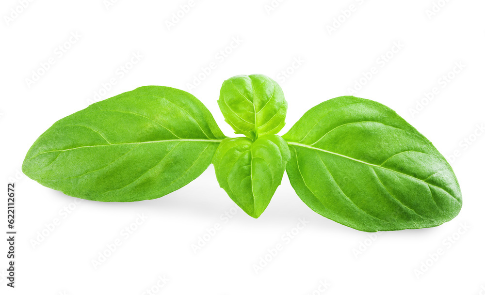 Sticker fresh green basil leaves isolated on white background